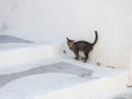 A cat is hiding from the hot sun on the white stairs of the narrow streets of Astypalaia Royalty Free Stock Photo