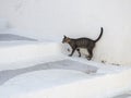 A cat is hiding from the hot sun on the white stairs of the narrow streets of Astypalaia Royalty Free Stock Photo