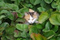 Cat hiding in the leaves of strawberries Royalty Free Stock Photo