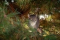 The cat is hiding among the needles on a pine branch