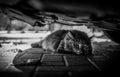 Cat hiding in the shade under a car Royalty Free Stock Photo