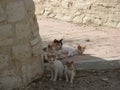 Cat hiding in the shadows on the seafront in Limassol