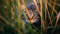 A cat hiding in tall grass, AI Generative Royalty Free Stock Photo