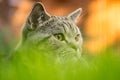 Cat hiding in tall grass hunting Royalty Free Stock Photo