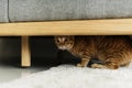 A cat hiding under a couch Royalty Free Stock Photo