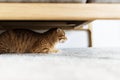 A cat hiding under the couch Royalty Free Stock Photo