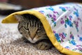 Cat hiding Royalty Free Stock Photo