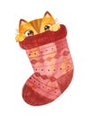 Cat hiding in woolen sock. Cute playful kitten Christmas character.