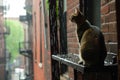 cat on a high shelf, watching rain cascade down an urban alleyway Royalty Free Stock Photo