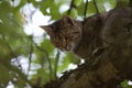 Cat high up in tree look down Royalty Free Stock Photo