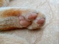Cat hind leg paws Royalty Free Stock Photo