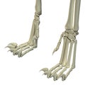 Cat Hind Legs Anatomy Bones Royalty Free Stock Photo