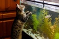 cat on hind legs peering into top of open fish tank Royalty Free Stock Photo