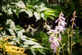 Cat with his kitten hidden in the garden.