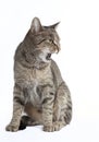 Cat hisses Royalty Free Stock Photo
