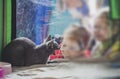 The cat hisses at people. Breed Russian blue Royalty Free Stock Photo