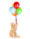 Cat holding balloons and looking up. isolated on white background Royalty Free Stock Photo