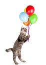 Cat holding balloons and looking up. isolated on white background Royalty Free Stock Photo