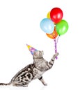 Cat holding balloons and looking up. isolated on white background Royalty Free Stock Photo