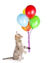 Cat holding balloons and looking up. isolated on white background Royalty Free Stock Photo