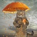 Cat with an orange umbrella