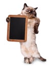 Cat holding a wooden board.
