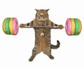 Cat with donut barbell Royalty Free Stock Photo