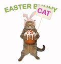 Cat holds the easter cake 2 Royalty Free Stock Photo