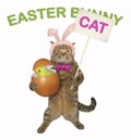 Cat holds the easter egg with a chick 2 Royalty Free Stock Photo