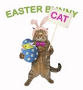 Cat holds the easter egg with a chick Royalty Free Stock Photo