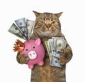Cat with a pink piggy bank Royalty Free Stock Photo
