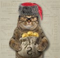 Cat holds a sack of gold hryvnia 2 Royalty Free Stock Photo