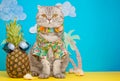 A cat on holiday in a Hawaiian shirt with pineapples. On the beach with malma. A concept of rest, relaxation, vacation Royalty Free Stock Photo