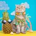 A cat on holiday in a Hawaiian shirt with pineapples and sun glasses. On the beach with malma. A concept of rest, relaxation, Royalty Free Stock Photo