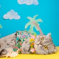 A cat on holiday in a Hawaiian shirt with pineapples and sun glasses. On the beach with malma. A concept of rest, relaxation, Royalty Free Stock Photo