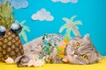 A cat on holiday in a Hawaiian shirt with pineapples and sun glasses. On the beach with malma. A concept of rest, relaxation, Royalty Free Stock Photo