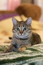 Cat home cats animals my friend little cat beauty like it