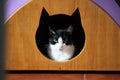 Cat home