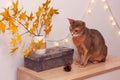 Cat home in white room with blank wall. Clean wall with light garland, yellow maple leasves. Abyssinian cat sitting