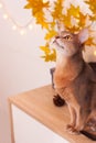 Cat home in white room with blank wall. Clean wall with light garland, yellow maple leasves. Abyssinian cat sitting