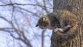 Cat homeless, gray and white coloring with long hair sitting on a branch of an old tree Royalty Free Stock Photo