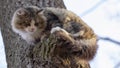 Cat homeless, gray and white coloring with long hair sitting on a branch of an old tree Royalty Free Stock Photo