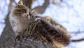 Cat homeless, gray and white coloring with long hair sitting on a branch of an old tree Royalty Free Stock Photo