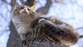 Cat homeless, gray and white coloring with long hair sitting on a branch of an old tree Royalty Free Stock Photo