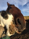 Cat and horse nuzzling each other in afternoon light