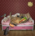 Cat with hot dog on pink couch 2 Royalty Free Stock Photo