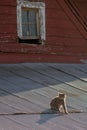 Cat on a Hot Tin Roof Royalty Free Stock Photo