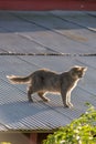 Cat on a Hot Tin Roof Royalty Free Stock Photo