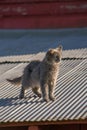 Cat on a Hot Tin Roof Royalty Free Stock Photo