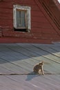 Cat on a Hot Tin Roof Royalty Free Stock Photo